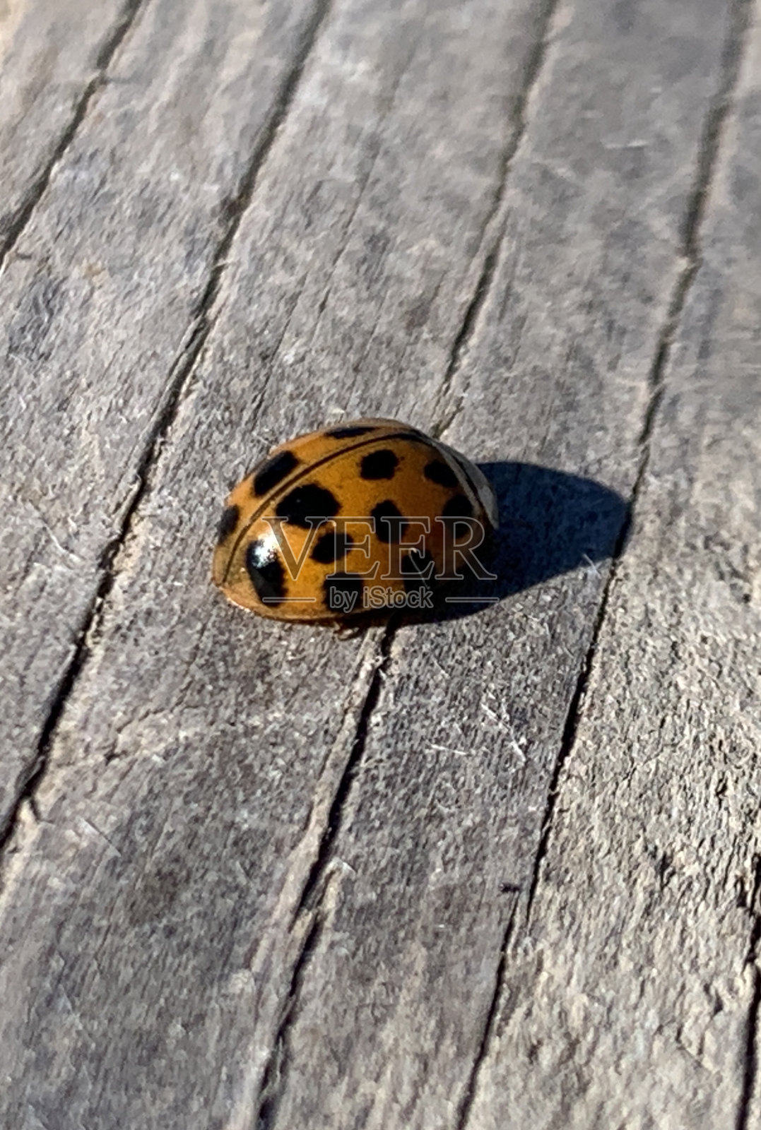 瓢虫照片摄影图片