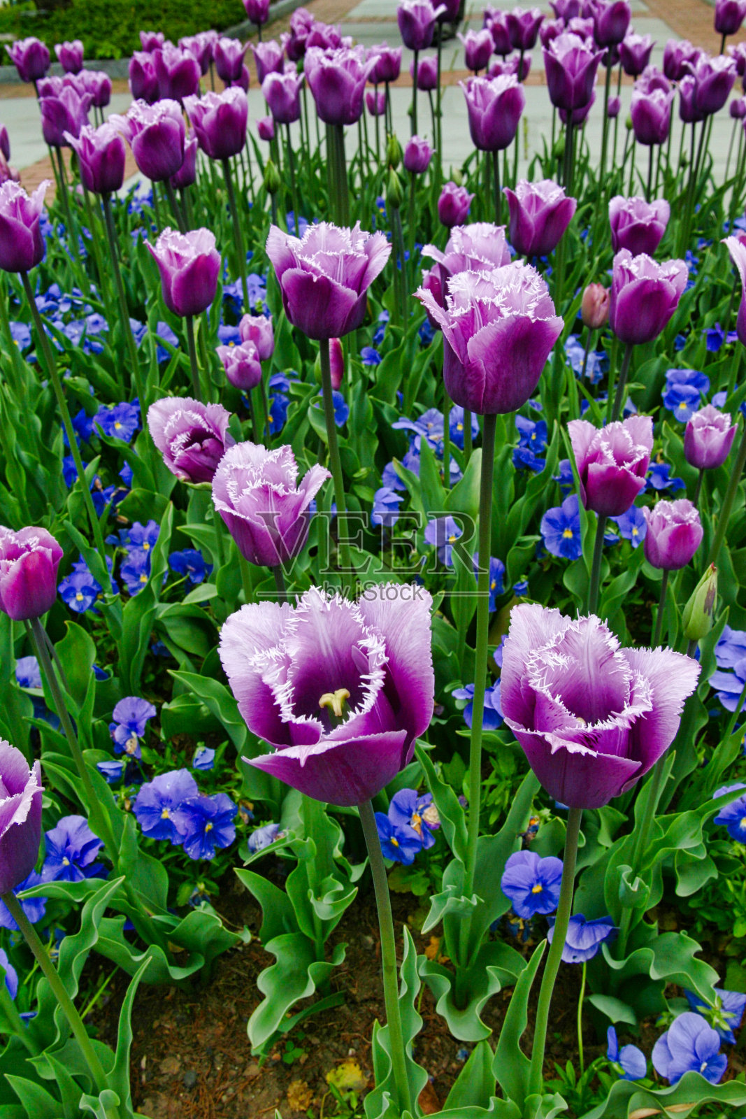 美丽的春天郁金香照片摄影图片