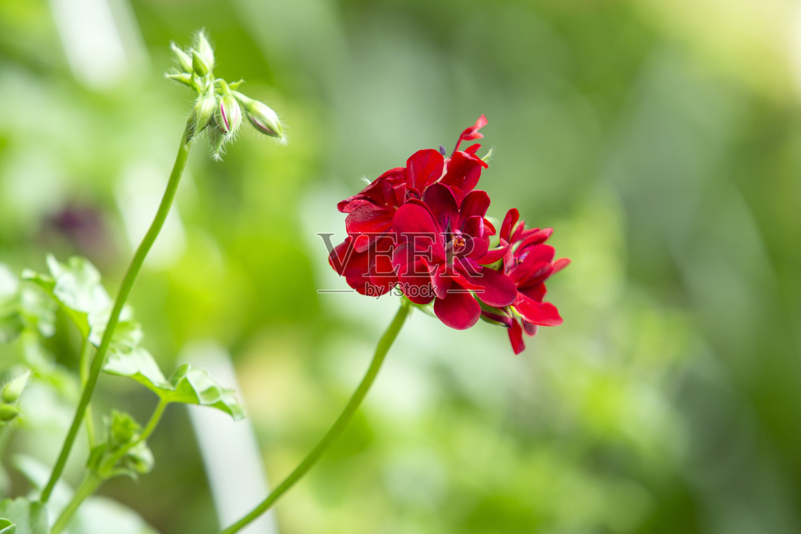 天竺葵照片摄影图片