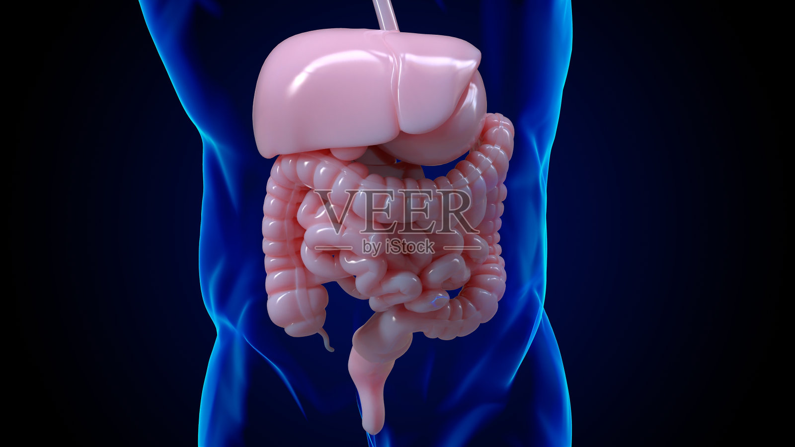 人体消化系统解剖的医学概念3D渲染照片摄影图片