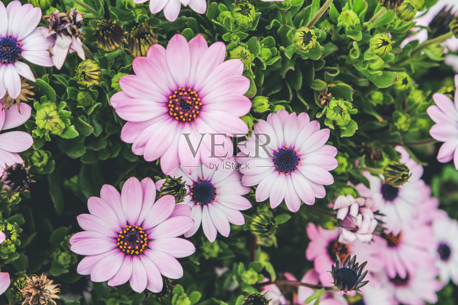 紫色面粉,花粉呈黄色晕状,中心为深紫色。照片摄影图片