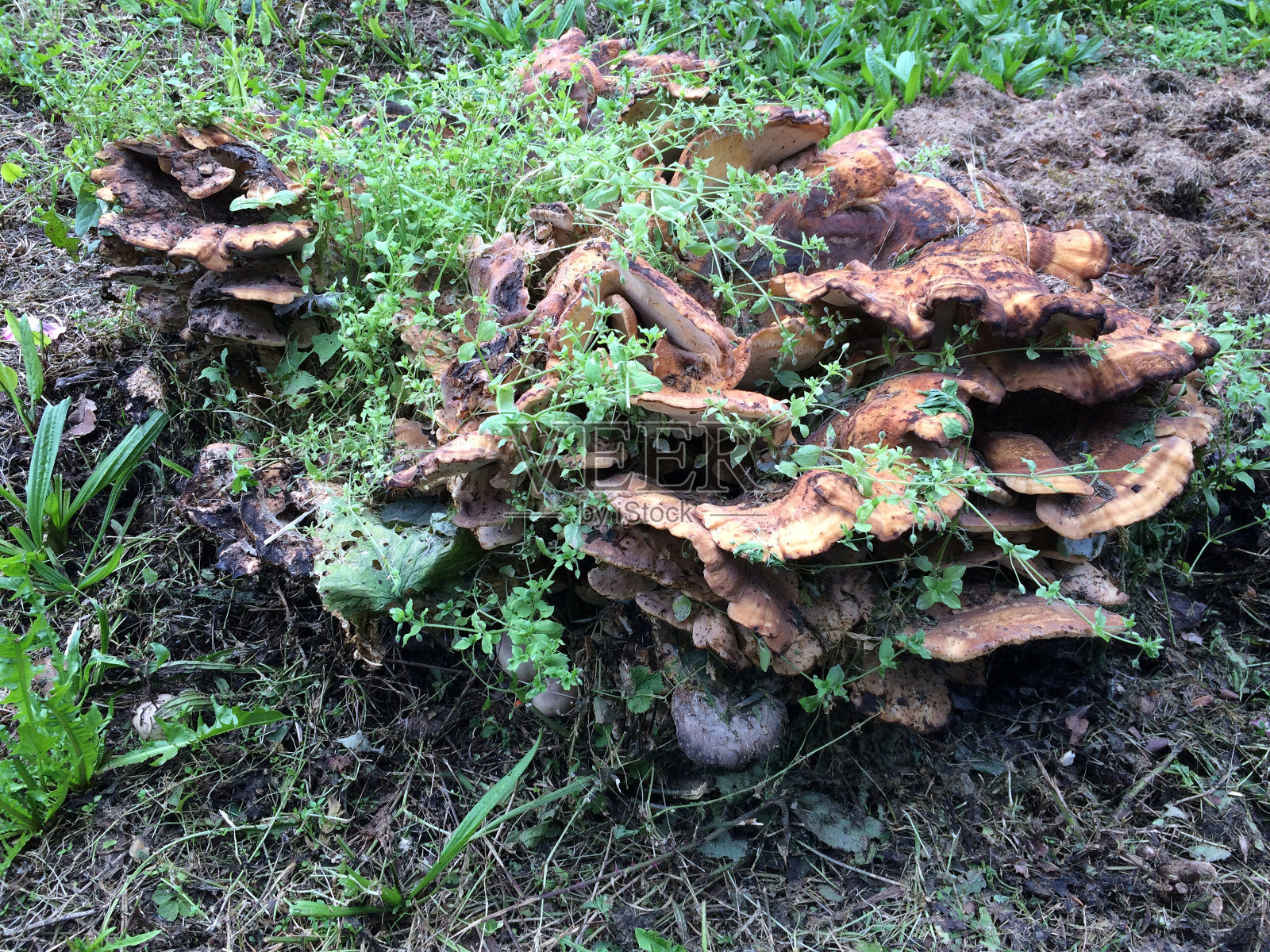 老树桩上的巨大多孔真菌照片摄影图片