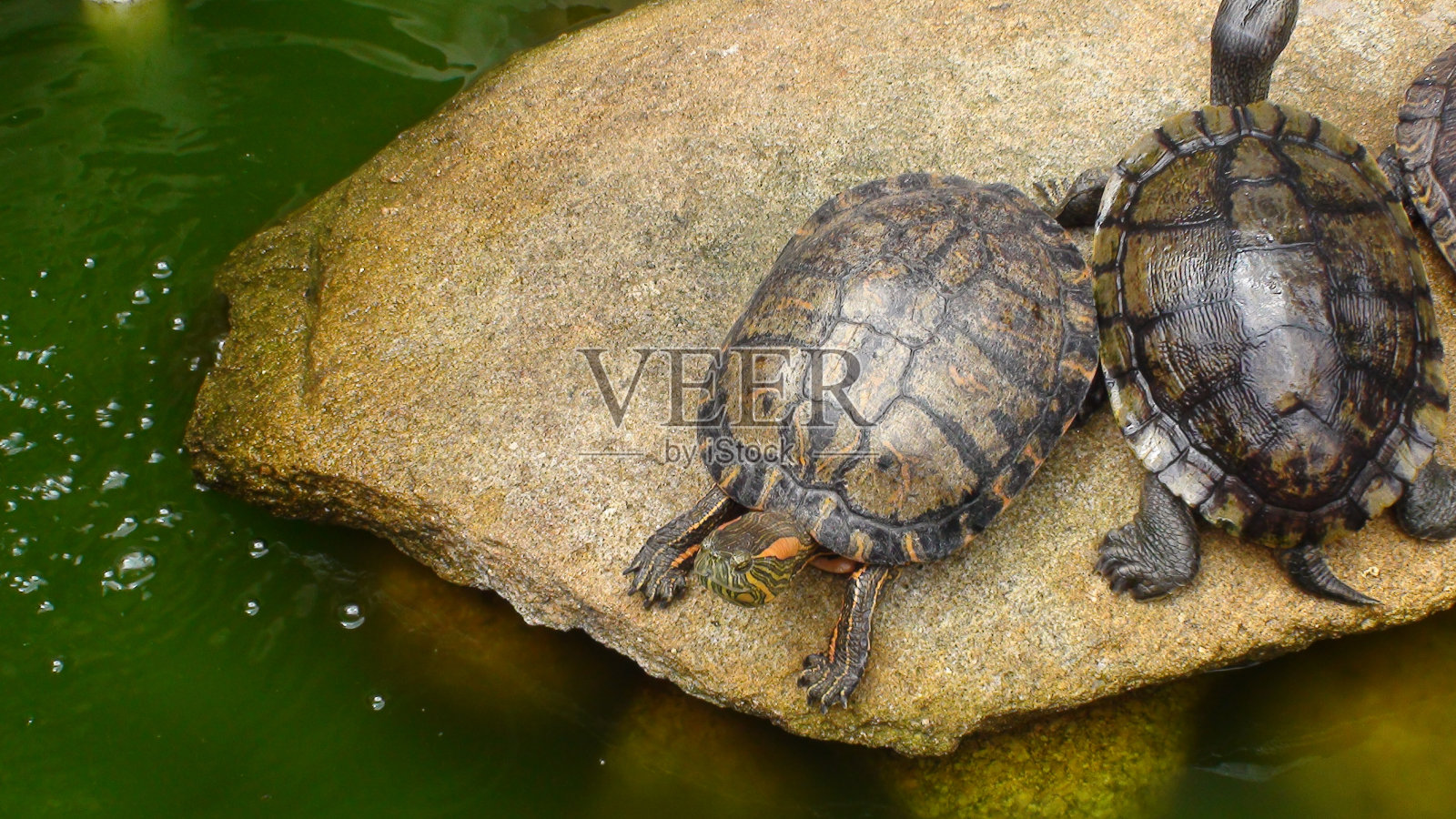水虎龟——沙眼龟照片摄影图片