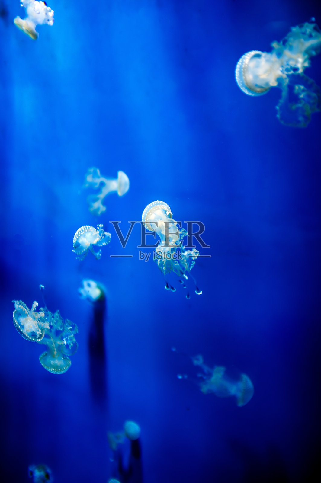 水母照片摄影图片