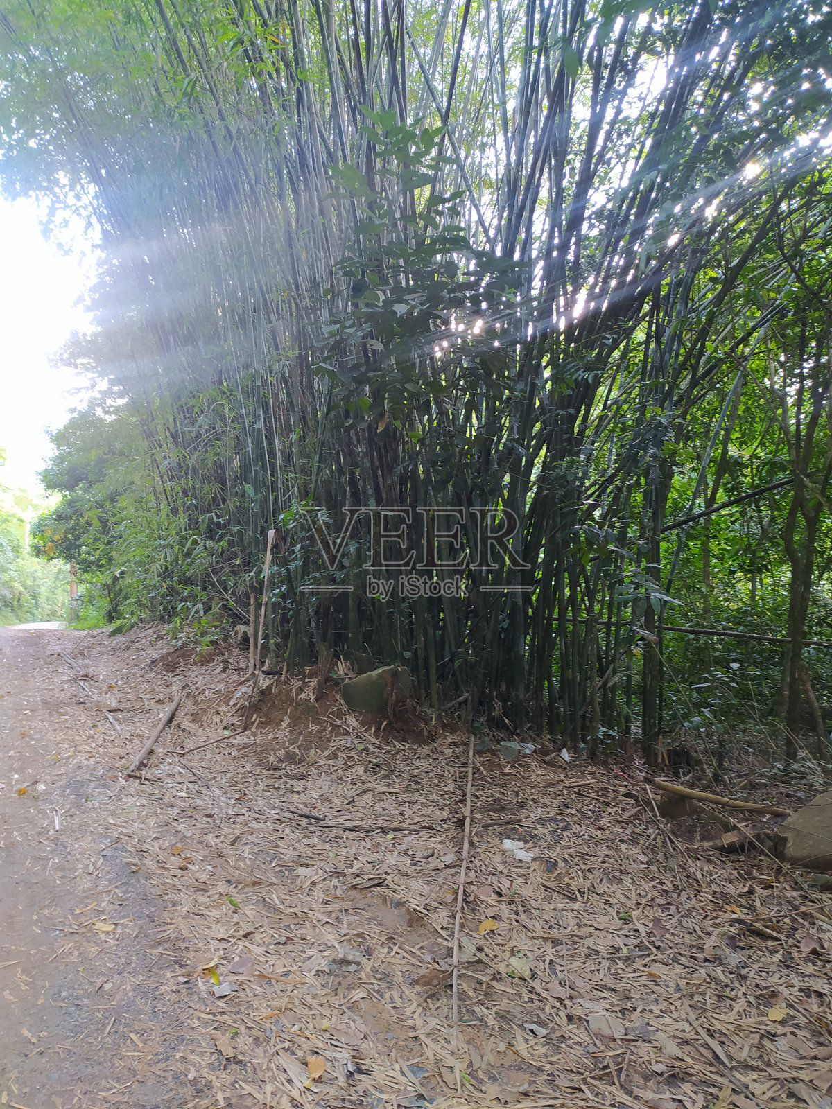 柏油路旁的竹子被阳光照亮照片摄影图片