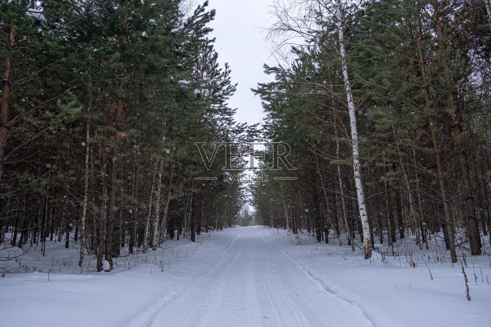 年轻的冬季松林和雪地摩托路照片摄影图片