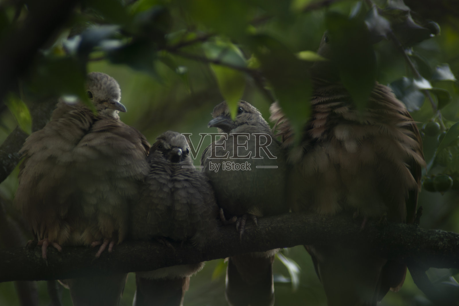 总监照片摄影图片