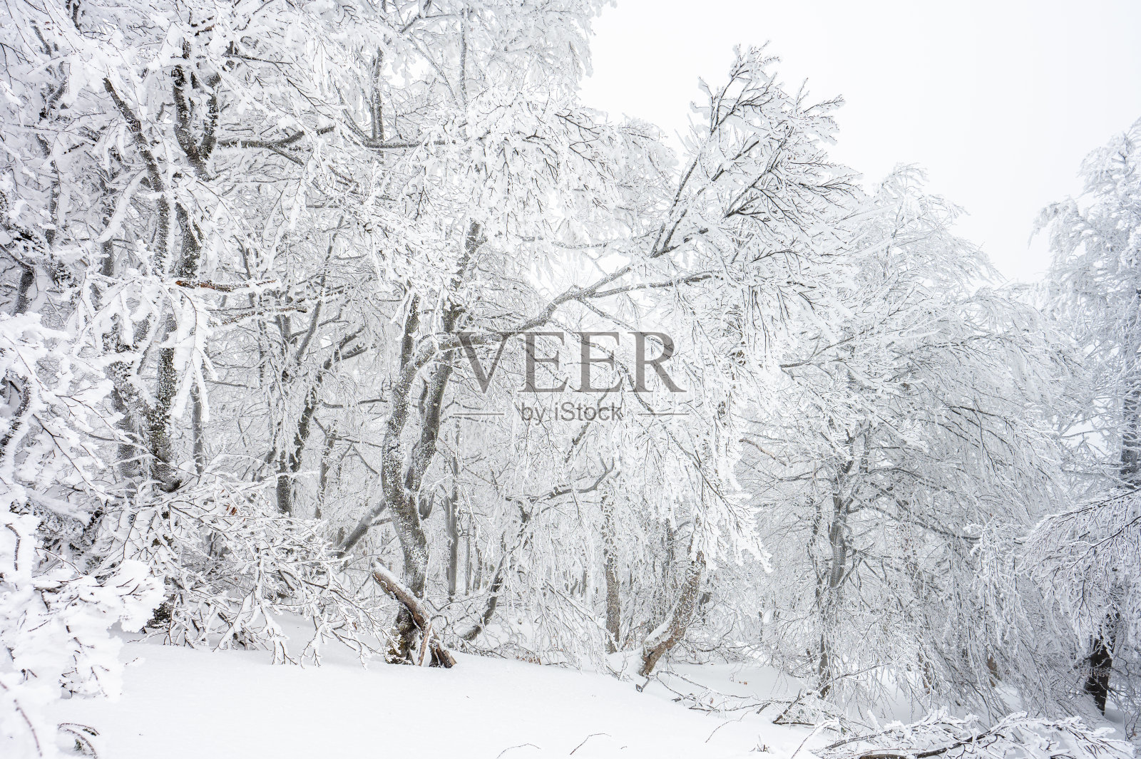雪花童话是波兰最受欢迎的旅游目的地之一。波兰喀尔巴阡山脉Bieszczady山的山毛榉林。照片摄影图片