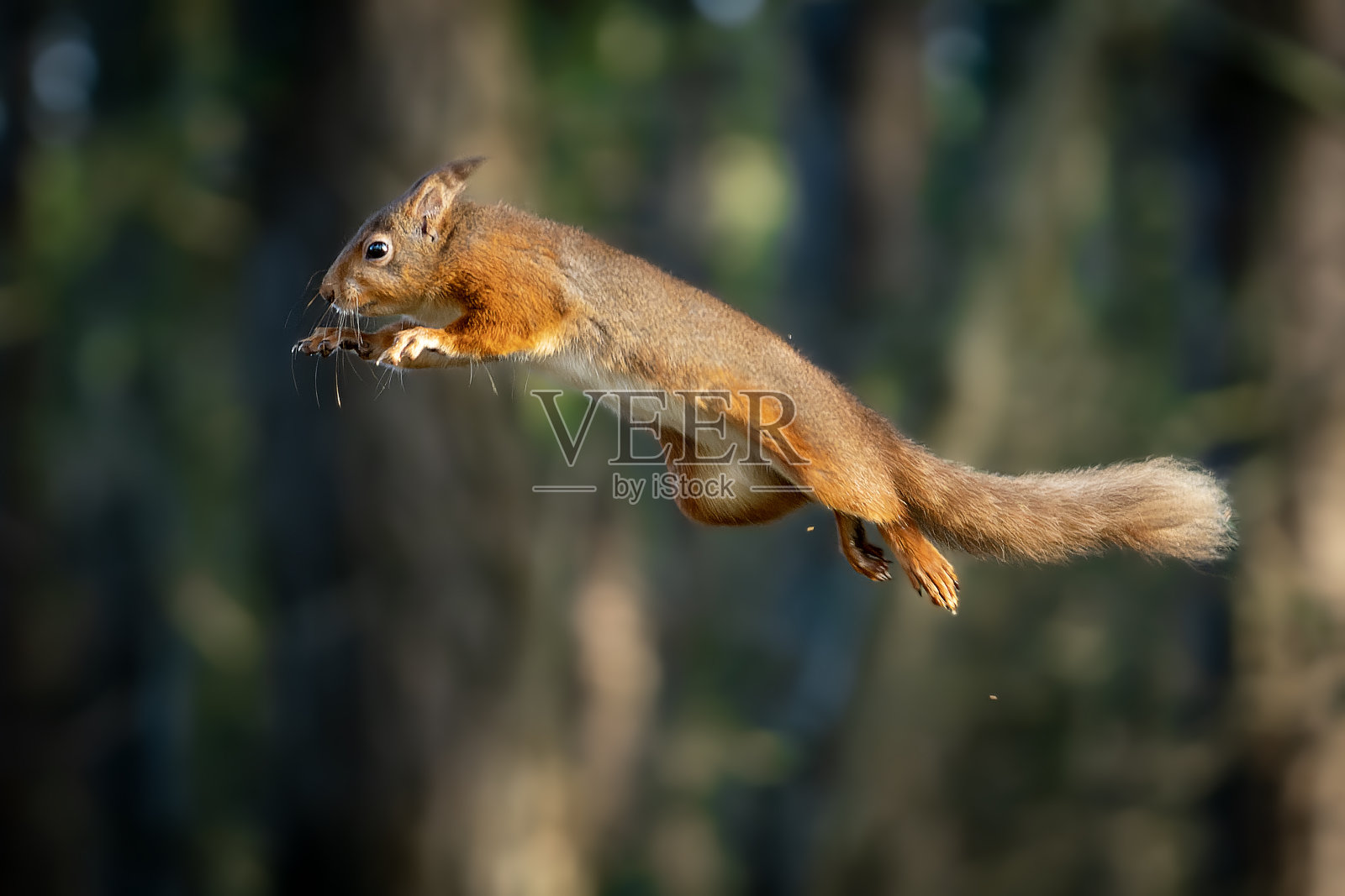 红松鼠跳跃照片摄影图片