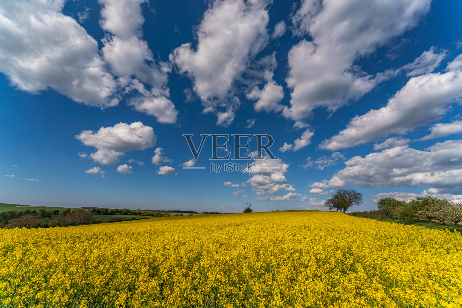 盛开的油菜花田。夏天田野里的油菜。亮黄色菜籽油。花期油菜籽。有蓝天,有太阳,有云照片摄影图片