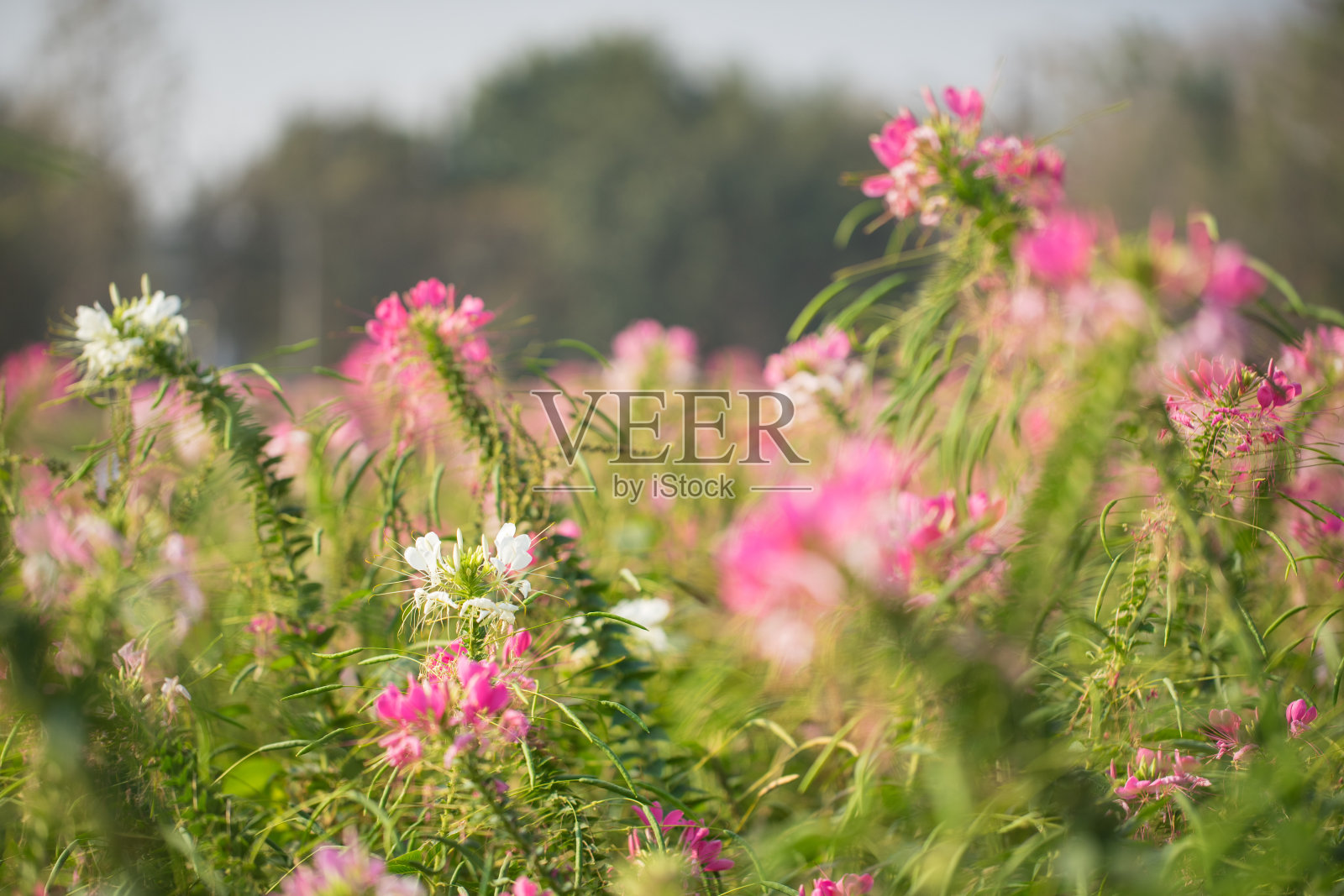 早上美丽的花田照片摄影图片