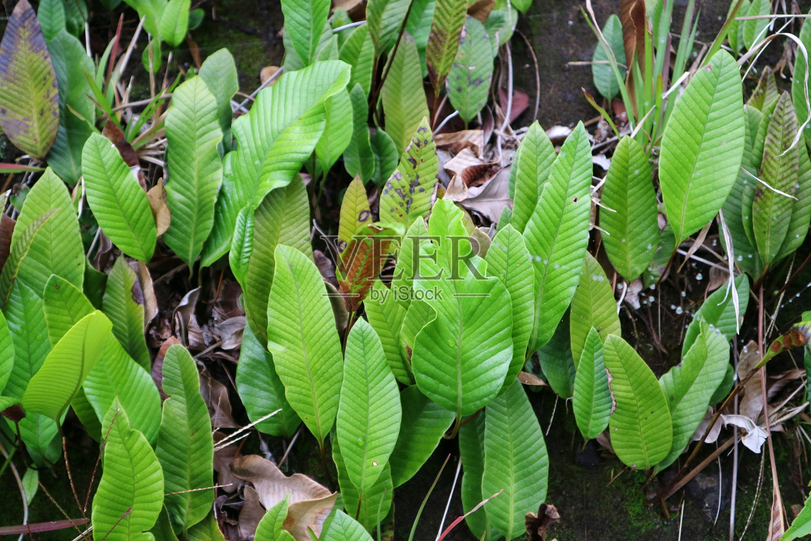 野生花园的野生毡蕨或火蕨。舌蕨叶。照片摄影图片