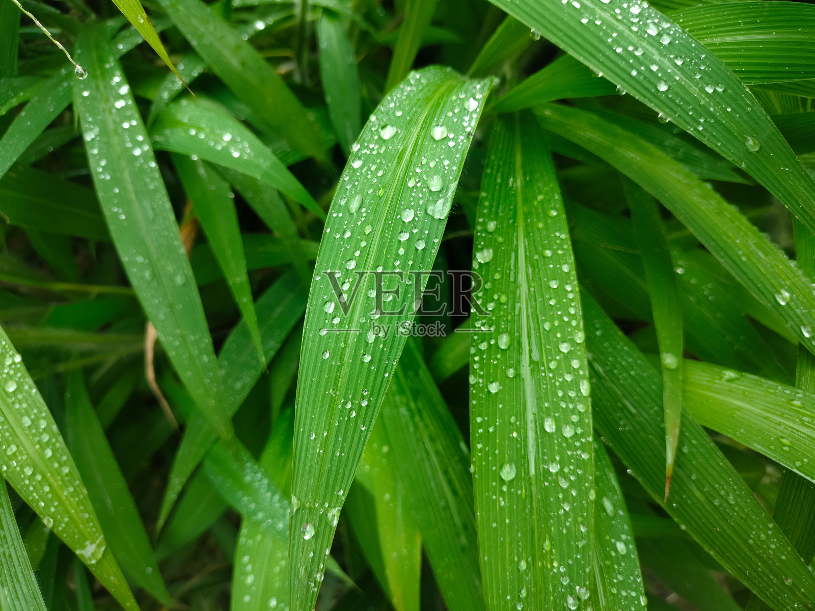 绿叶2照片摄影图片