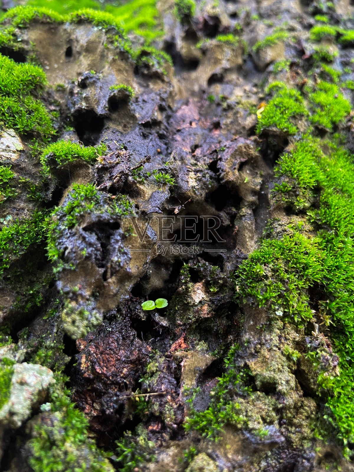 苔藓覆盖在树皮背景上。近距离苔藓纹理在树表面。照片摄影图片