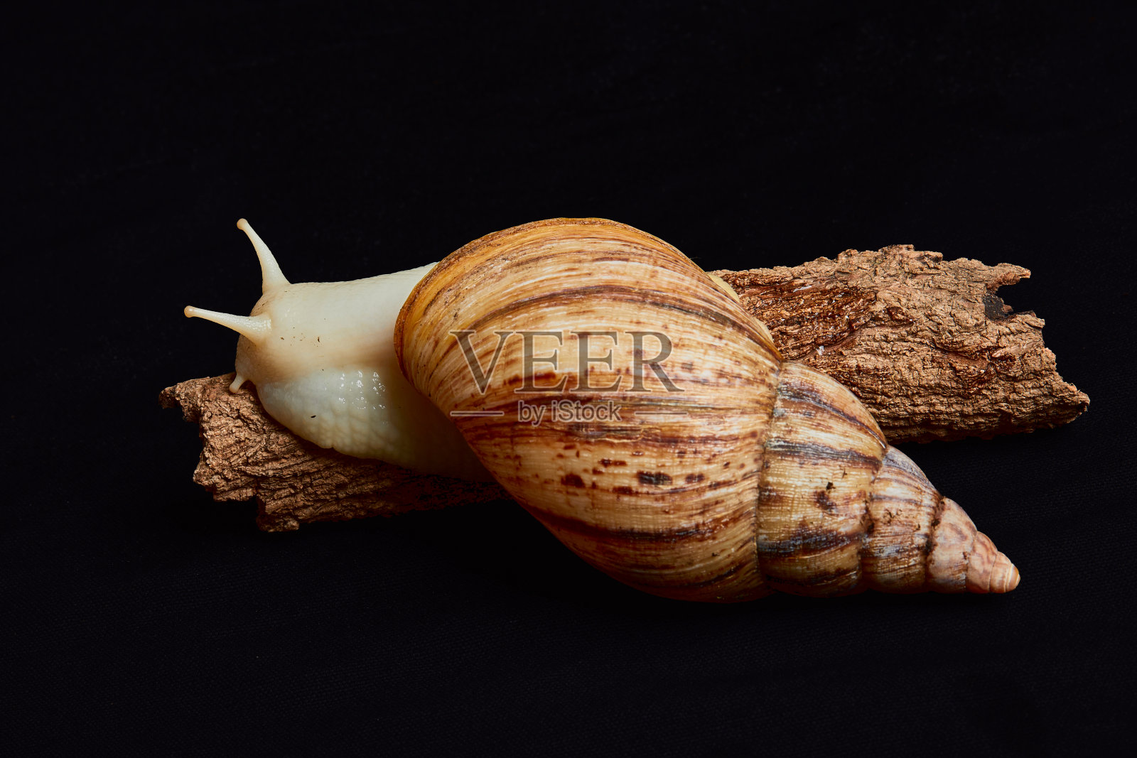 水蜗牛照片摄影图片