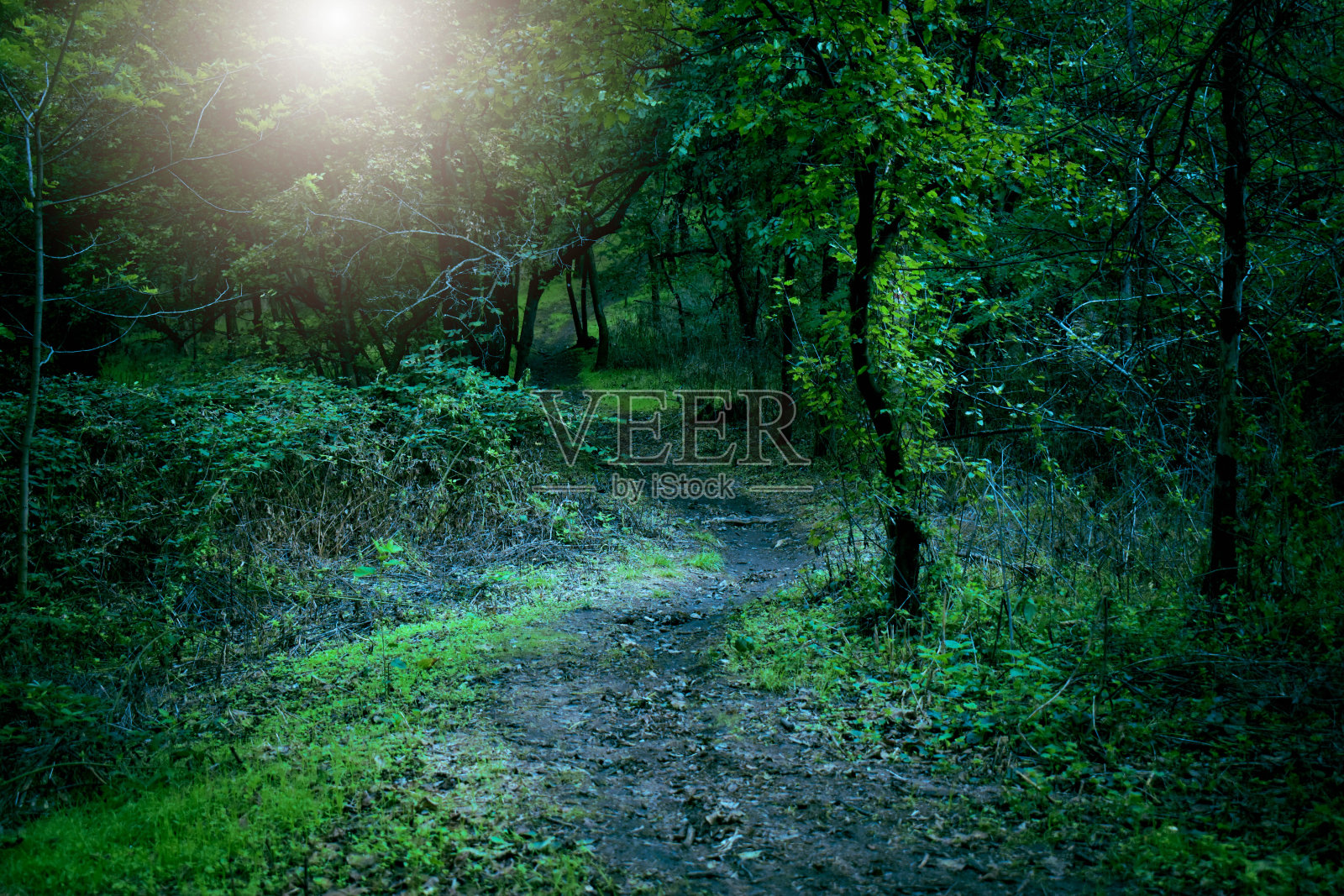 春天里的树照片摄影图片