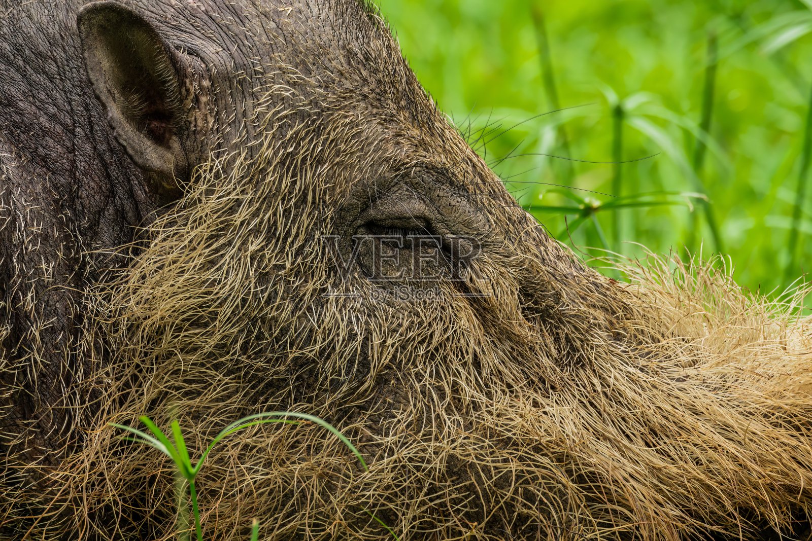 Bako地区的一只大胡子猪照片摄影图片
