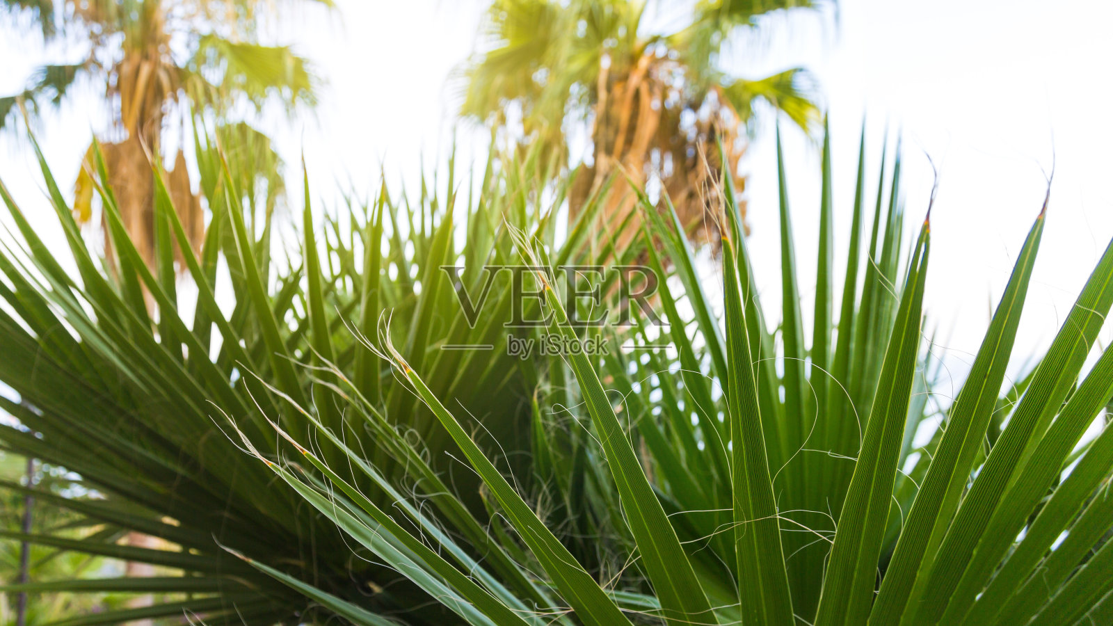 土耳其灌木丛中毛茸茸的丝兰棕榈树照片摄影图片