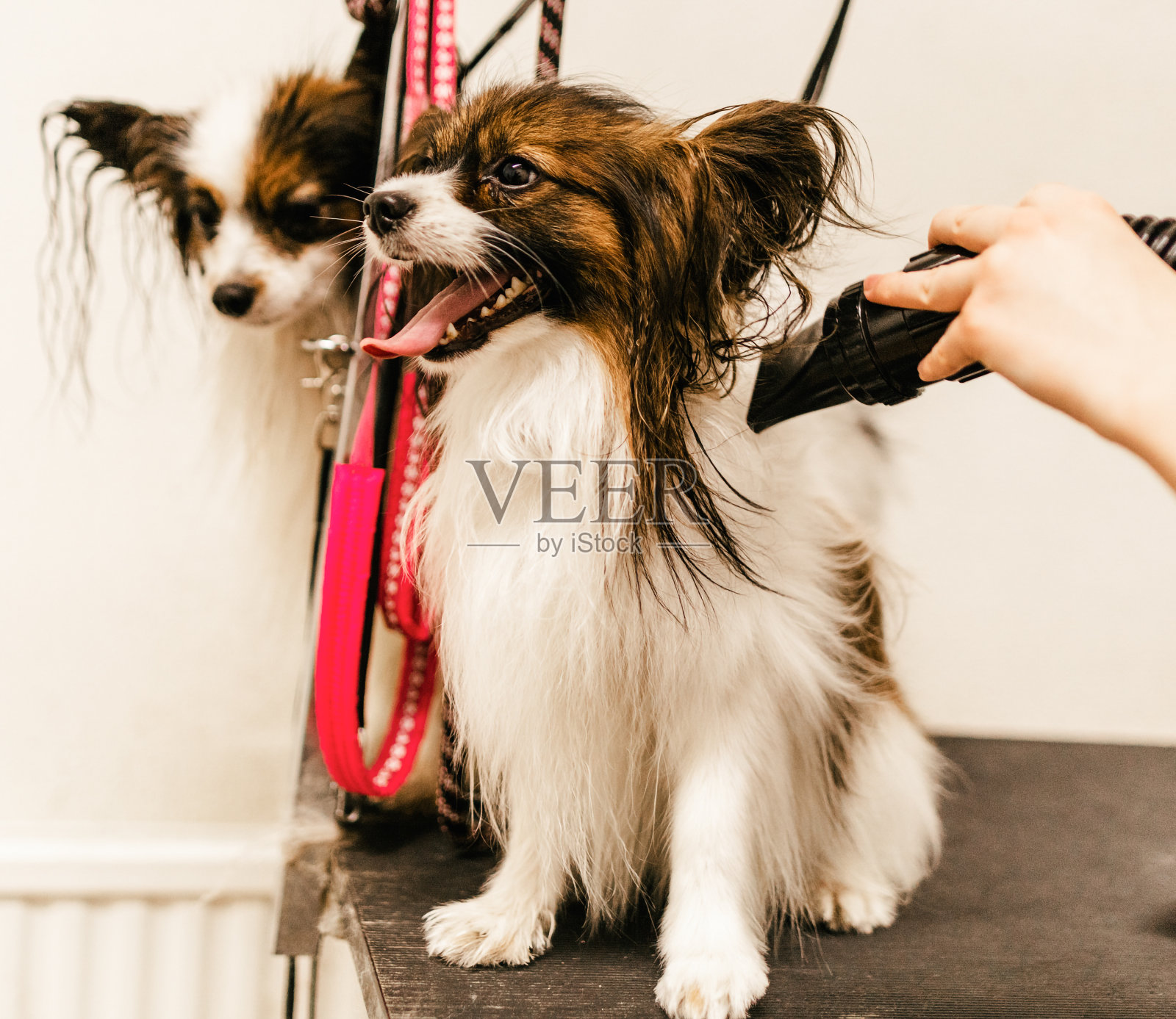 宠物美容院照片摄影图片