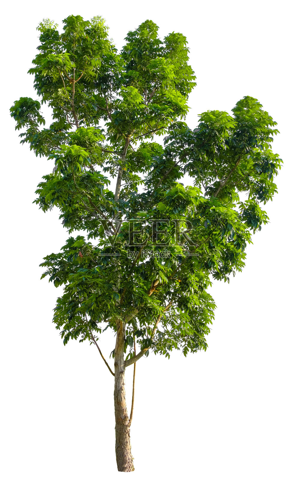美丽的树孤立在白色的背景上。适用于建筑设计或装饰工作。用于印刷品和网站上的自然文章。照片摄影图片