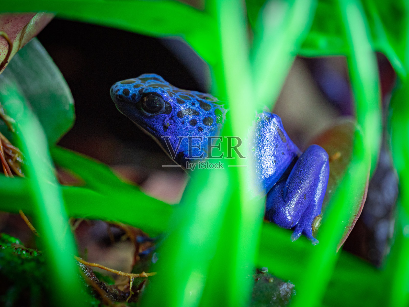 镖蛙照片摄影图片