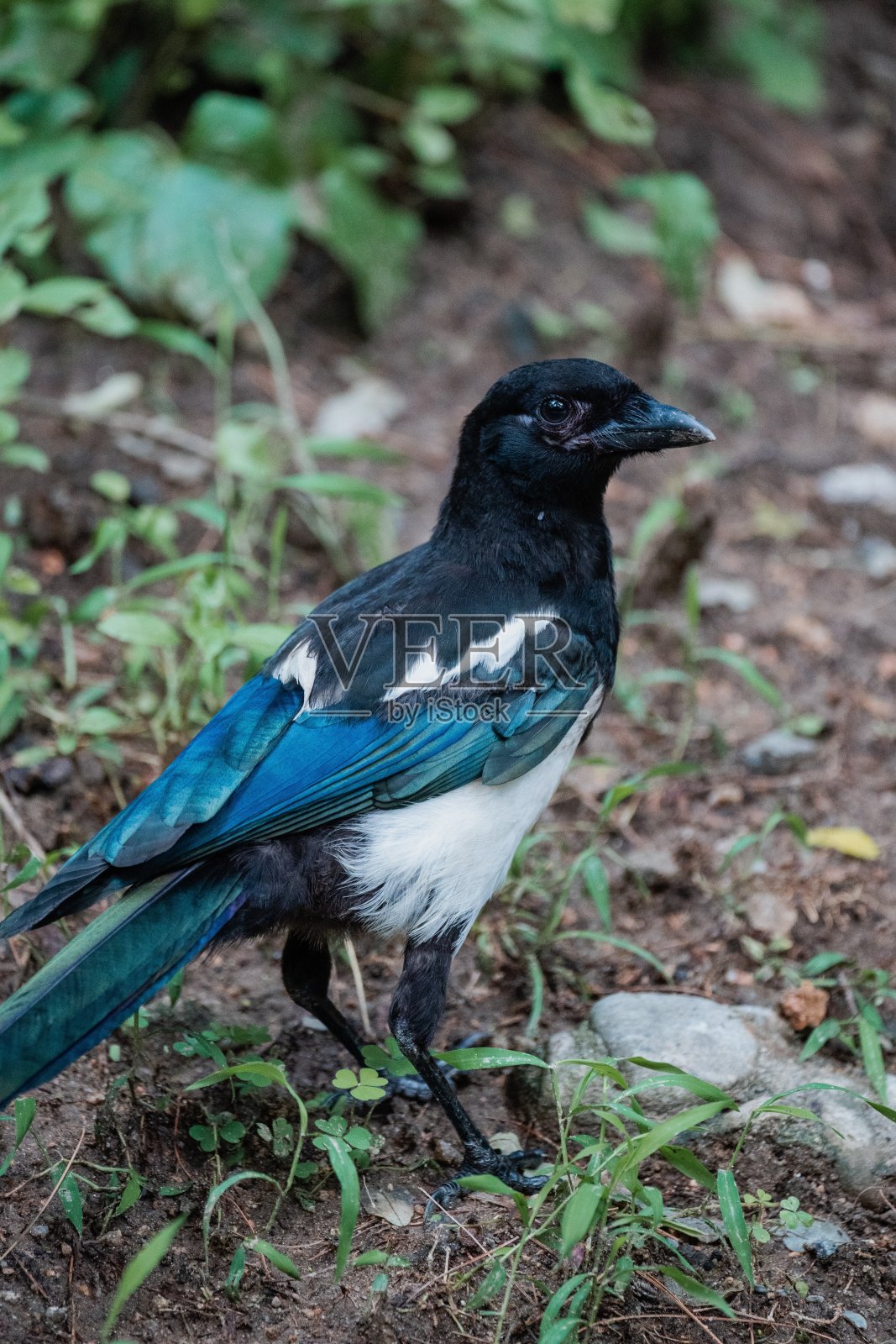 乌鸦站在泥土上照片摄影图片