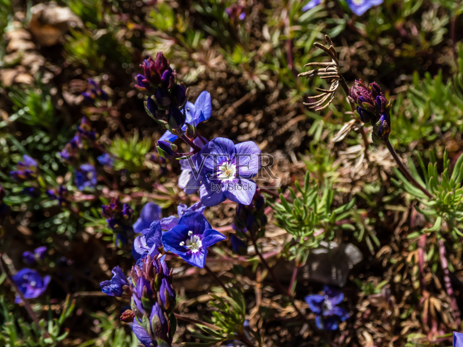 小的,娇嫩的,蓝色的花,在绿色的叶子之间照片摄影图片