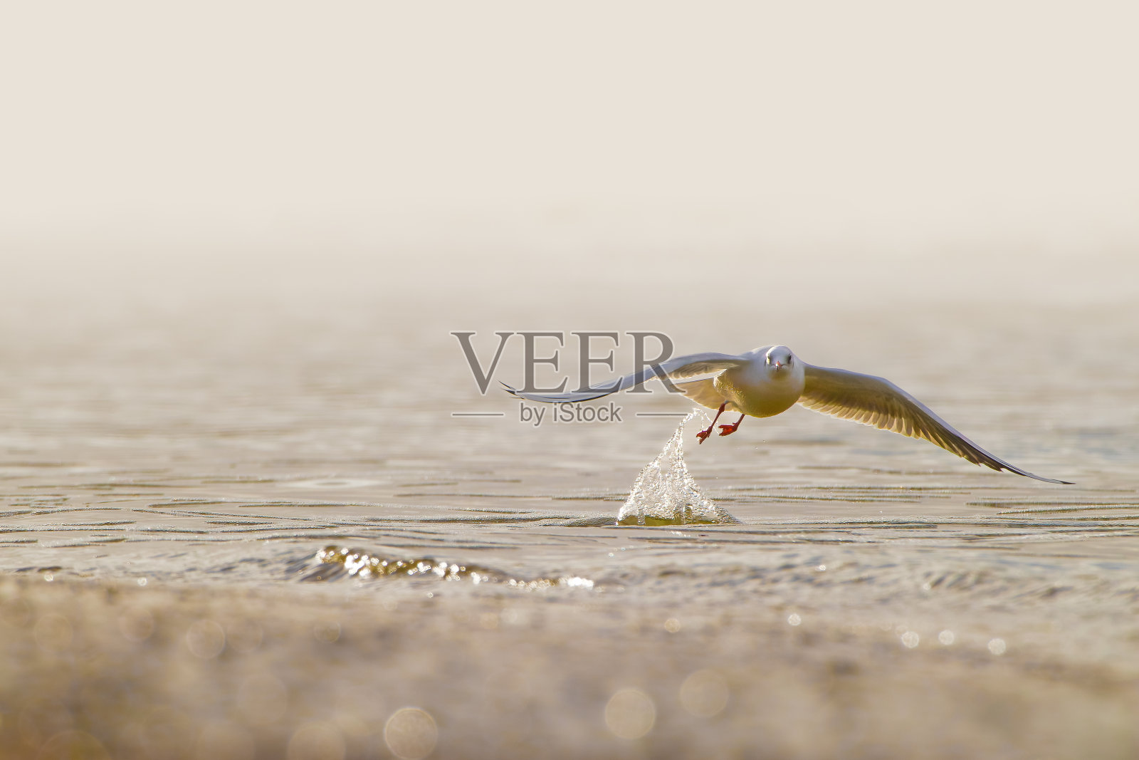 飞翔的海鸥在北海溅起金色的水花照片摄影图片