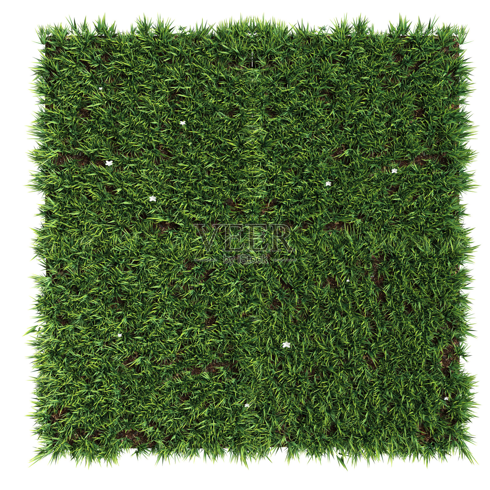 白色背景上孤立的草的3d插图照片摄影图片