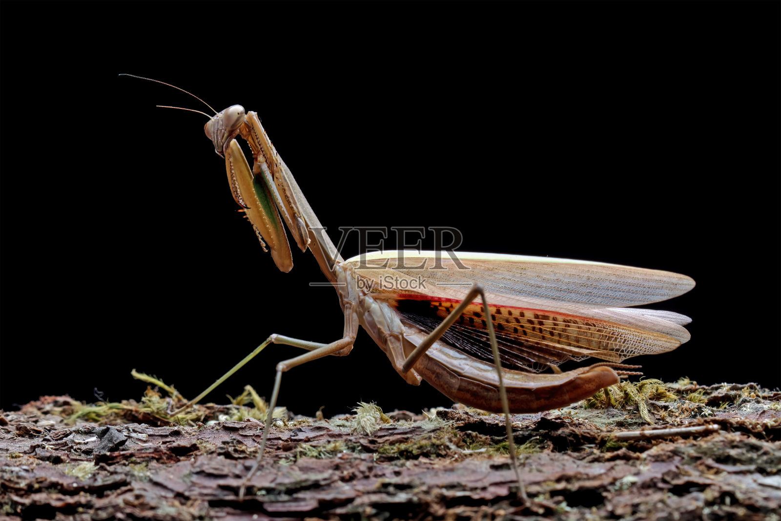 具有自卫姿势的中华螳螂照片摄影图片