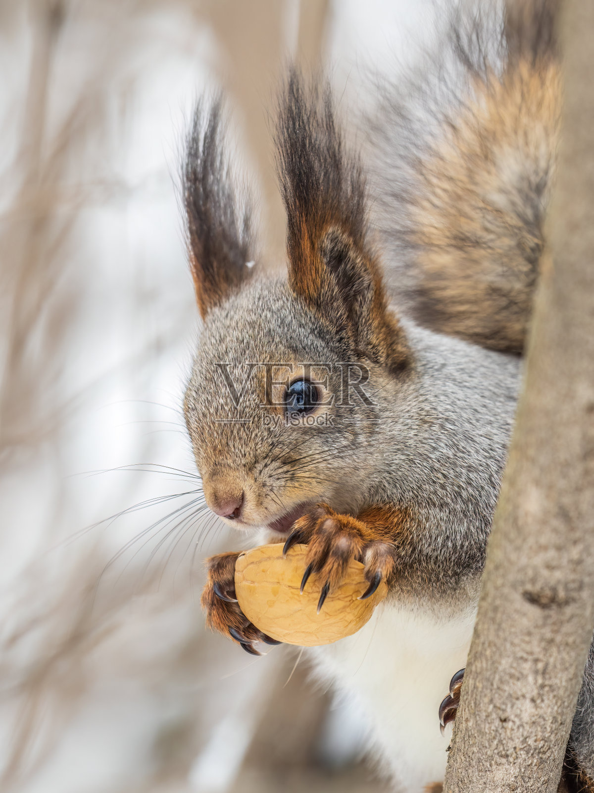 带坚果的松鼠在冬天或深秋坐在树上。照片摄影图片