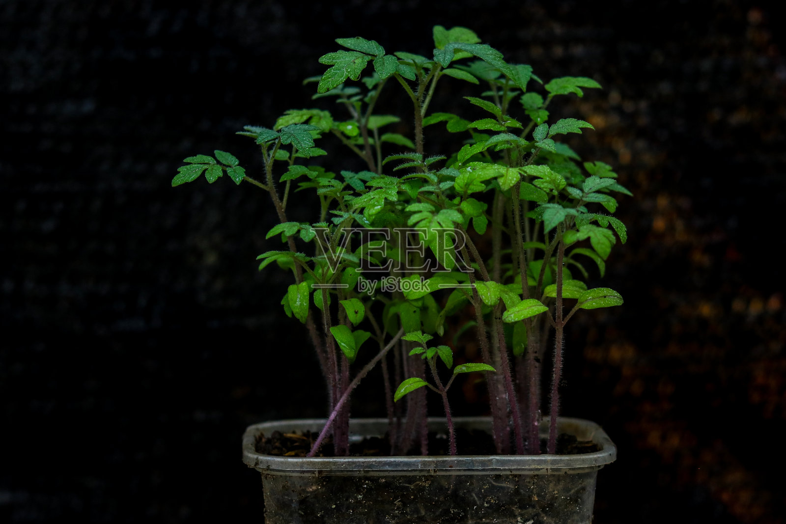 番茄和辣椒照片摄影图片