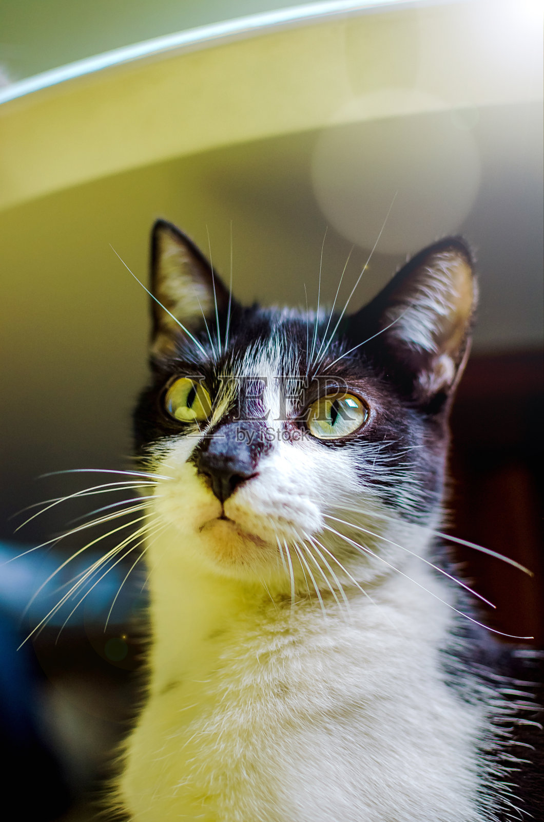 猫盯着什么东西看照片摄影图片