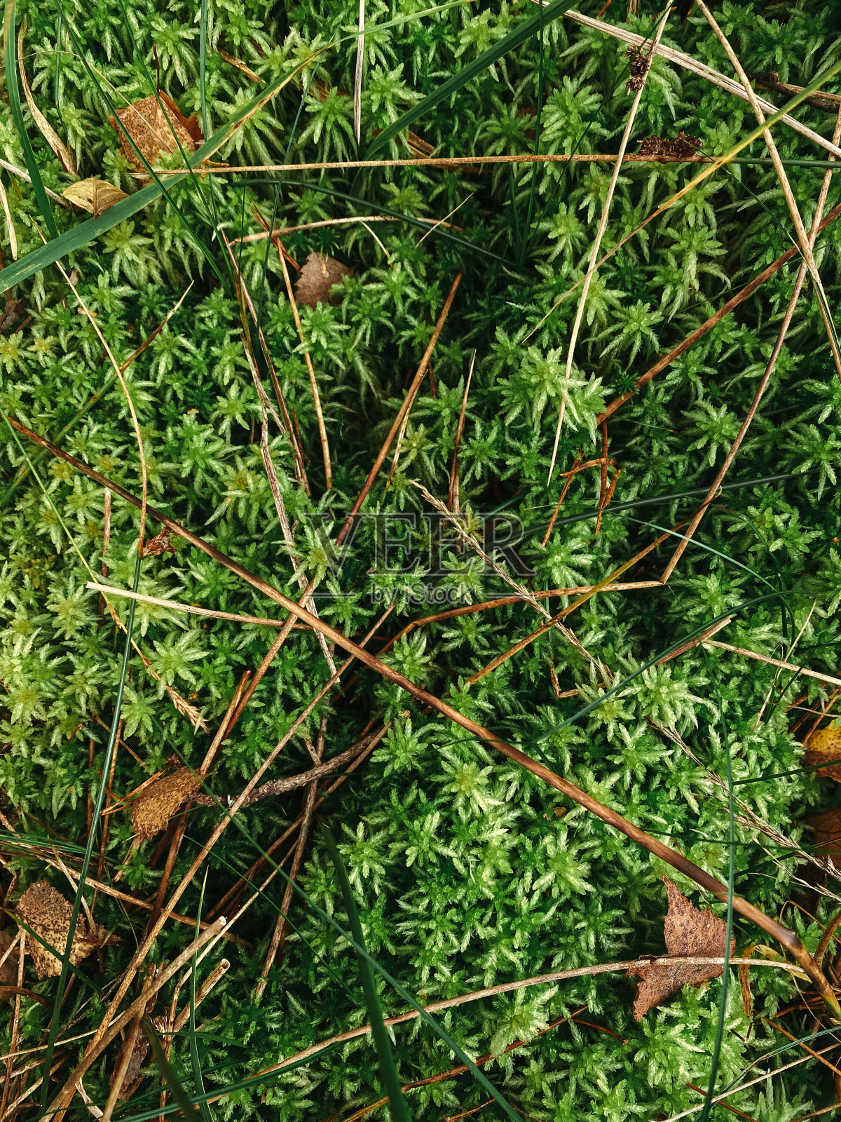 俯视图的干树叶和树枝,躺在绿色的草地和苔藓。垂直方向照片摄影图片