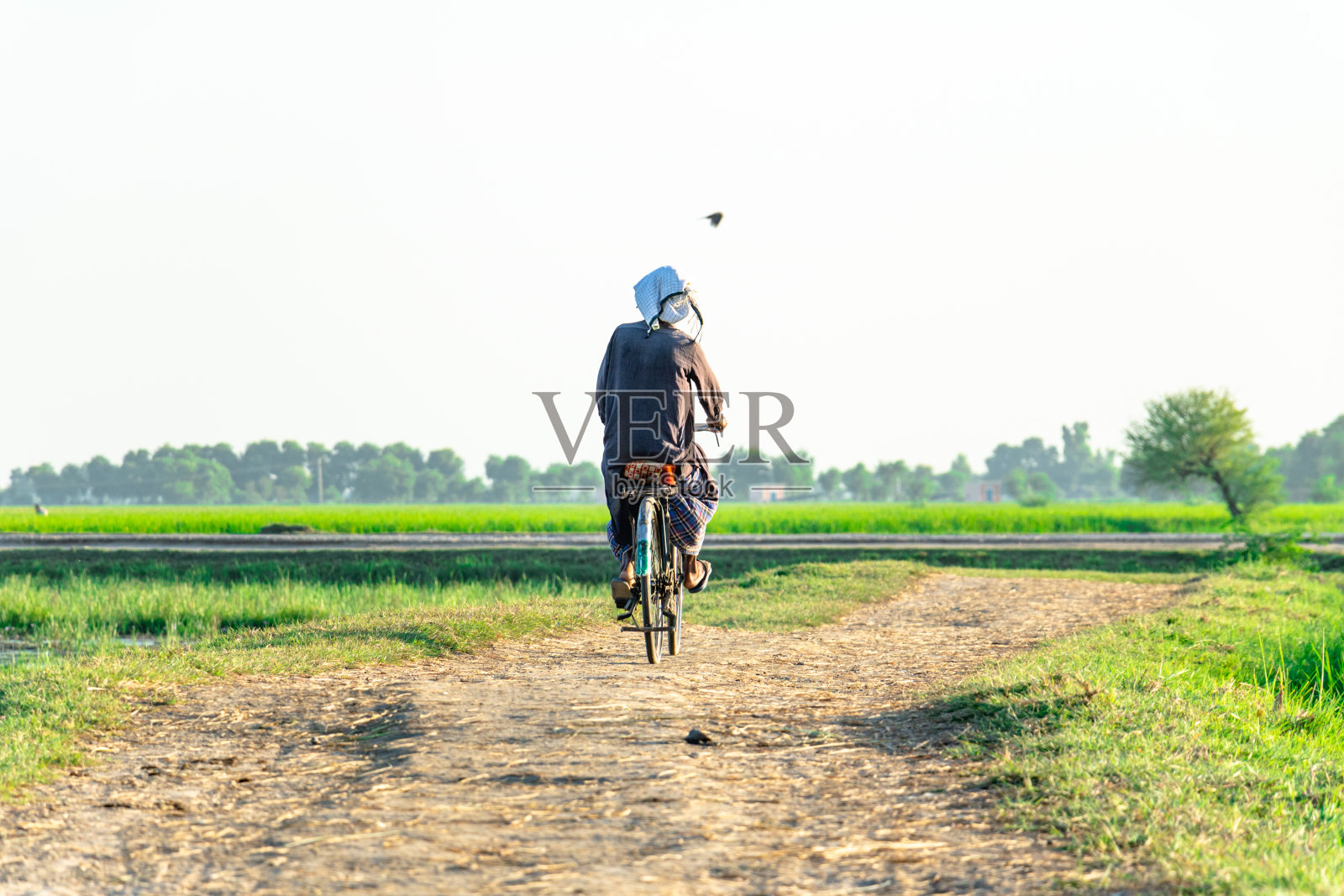 老农骑着自行车在田野间穿行照片摄影图片