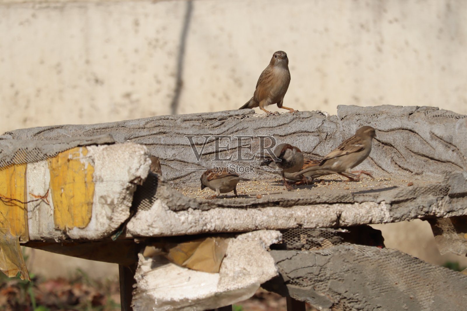 小鸟照片摄影图片
