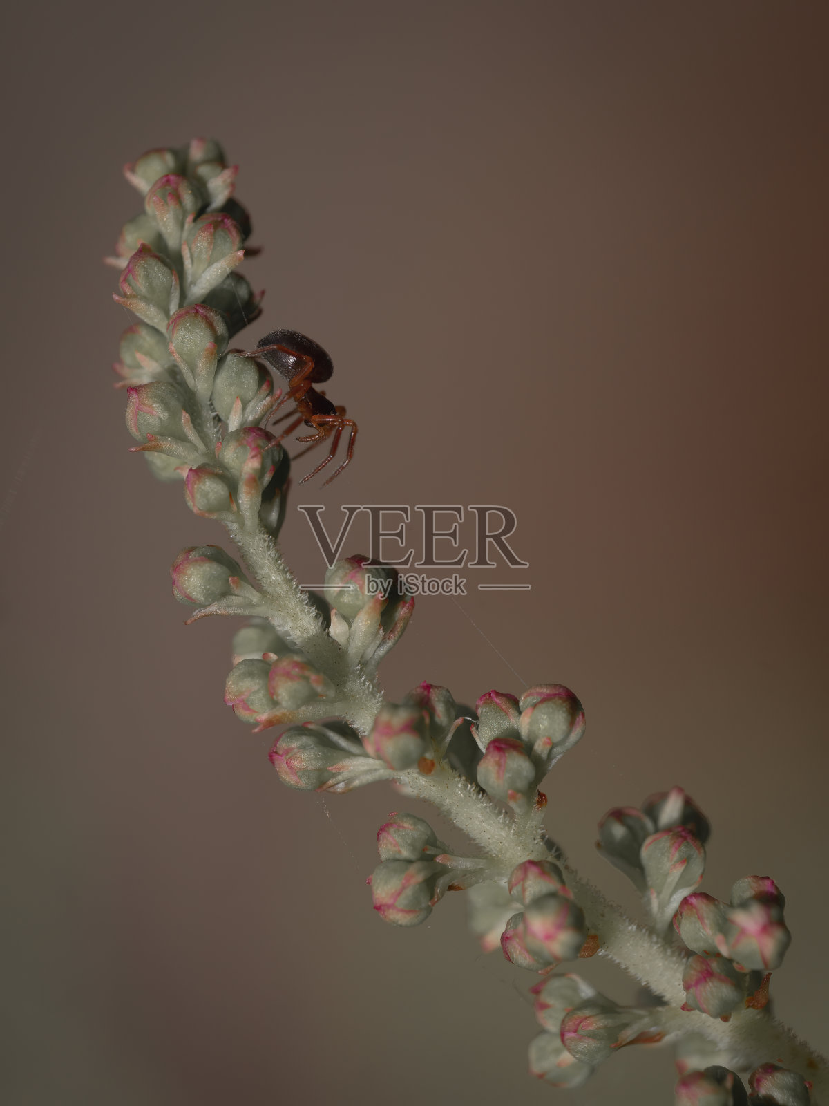 asttilbe花头上的小蜘蛛照片摄影图片