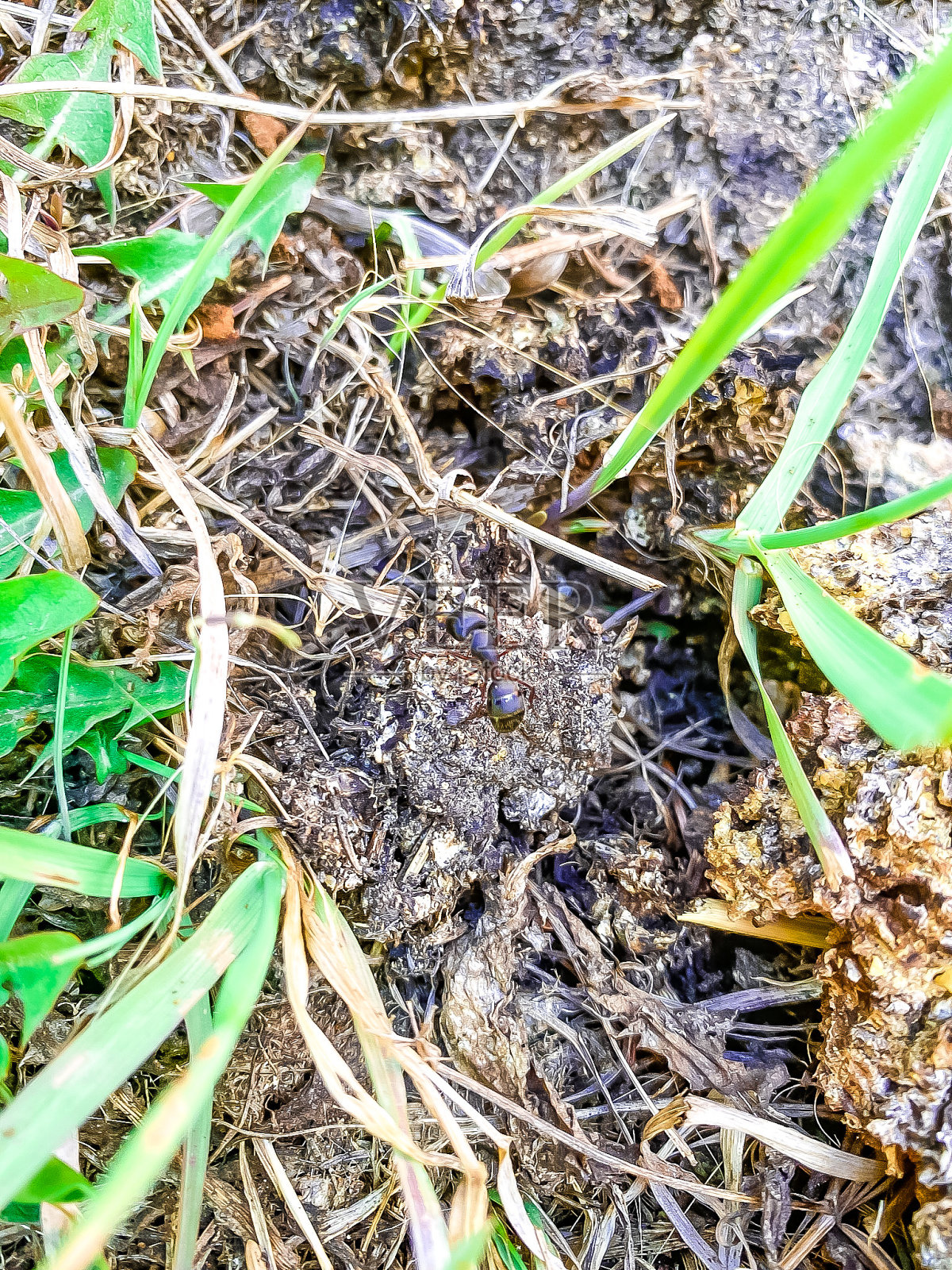 蚂蚁照片摄影图片