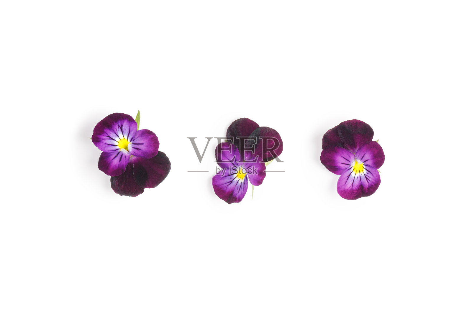 三色堇孤立在白色背景上。堇菜三色堇。紫春花,俯视图。设计元素。春天的概念。照片摄影图片