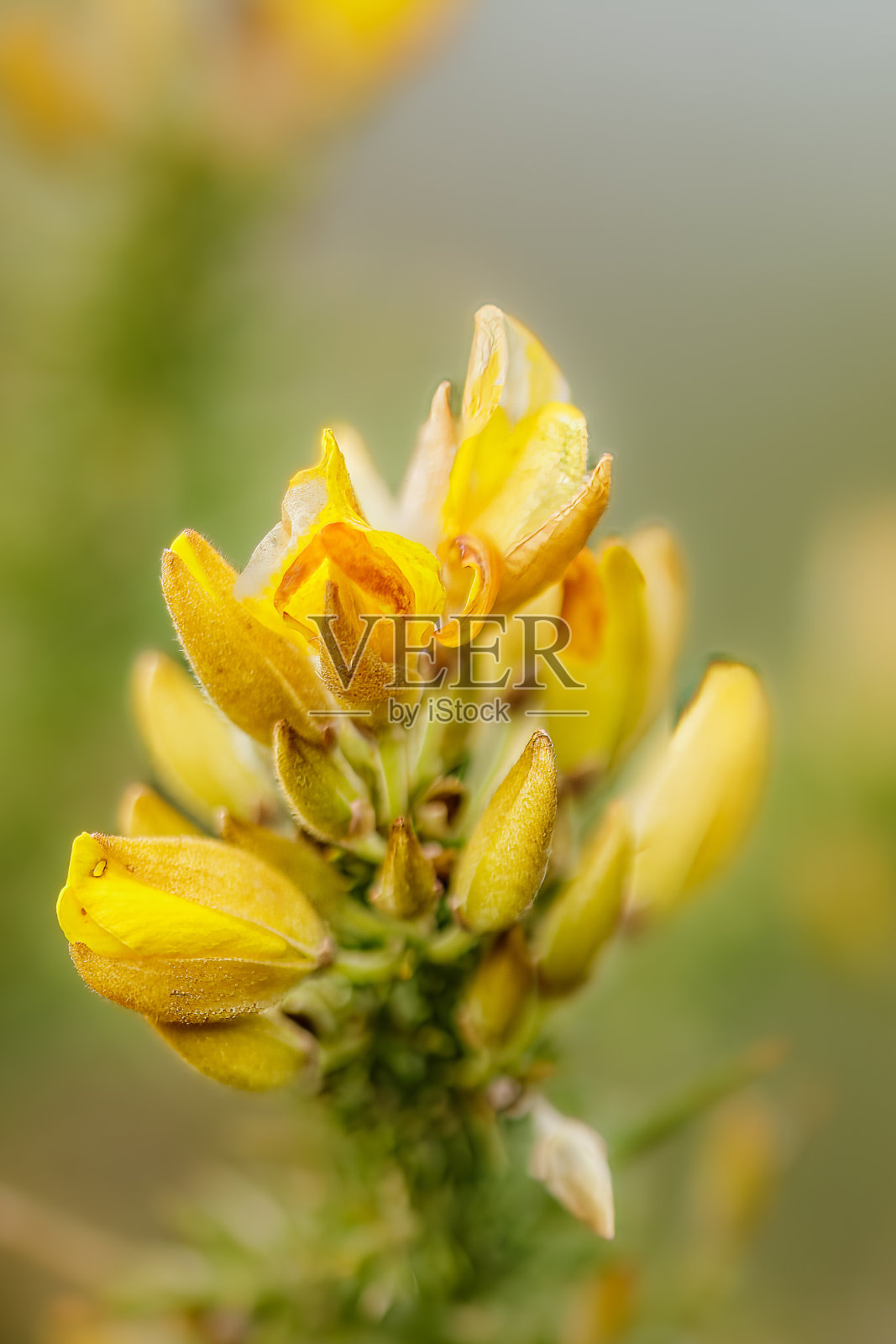 春天的时间照片摄影图片