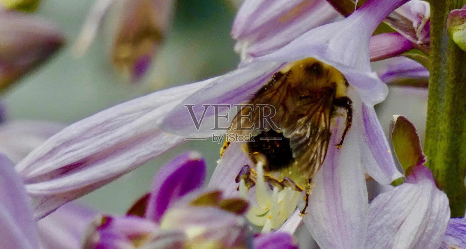 生锈补丁大黄蜂-内部花
采集花粉照片摄影图片