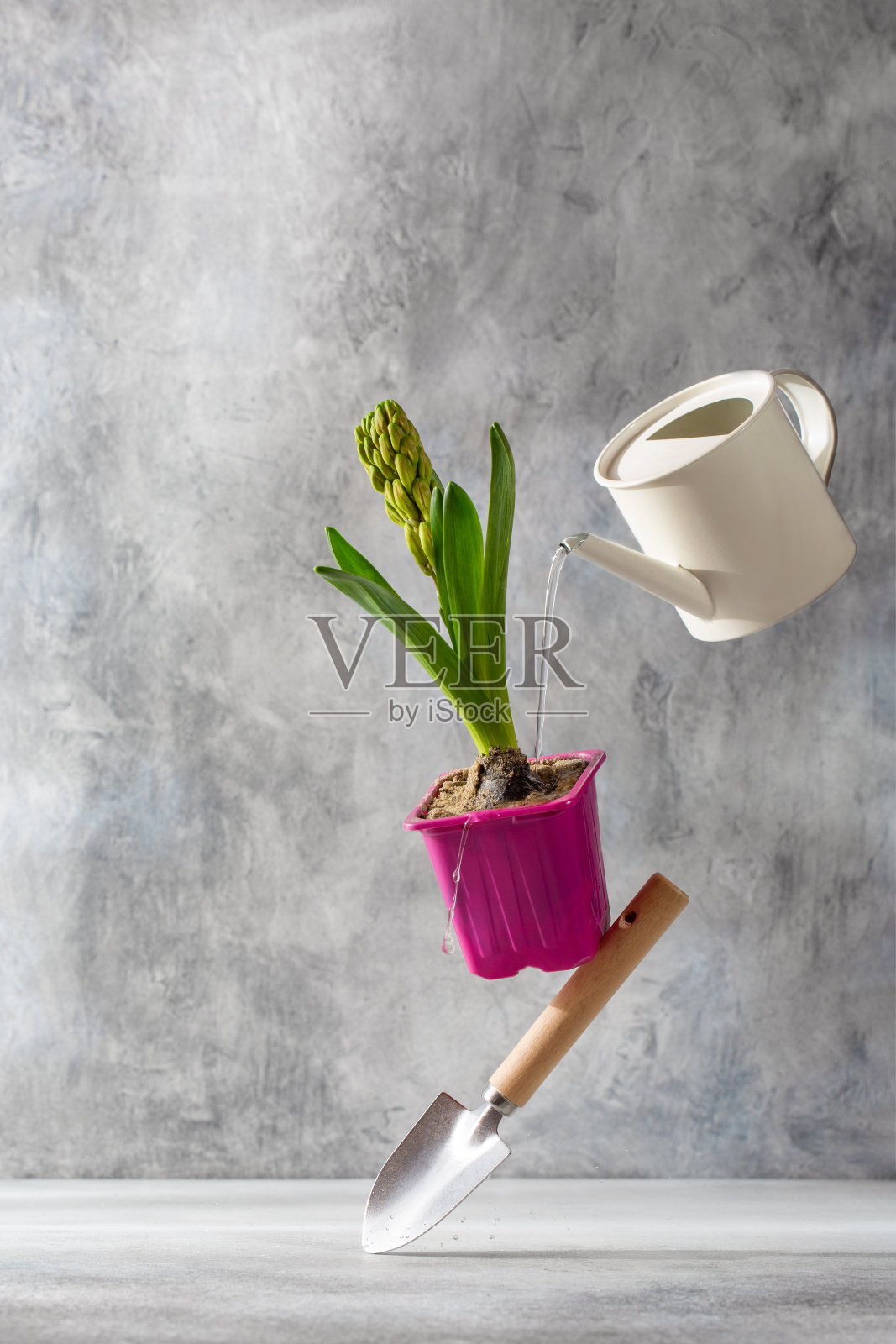 风信子花,花园工具和浇水罐在灰色背景。春天的作文。园艺的概念。照片摄影图片