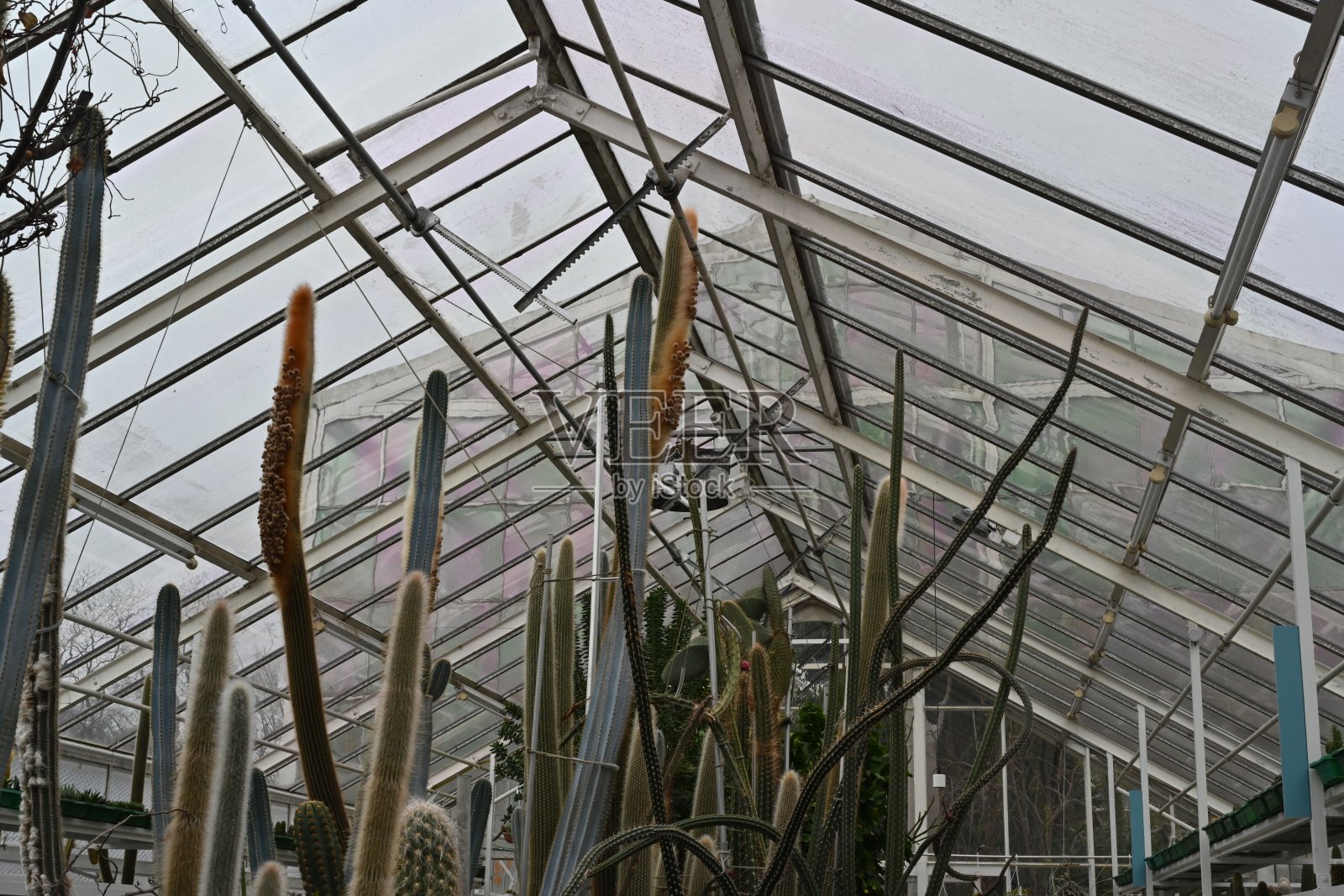 柱状仙人掌在拉丁语中被称为ceroid或cereus,它们朝着温室的鞍状玻璃屋顶生长。照片摄影图片