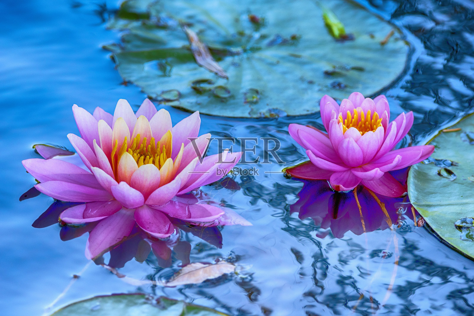 平静碧水里的粉红百合照片摄影图片