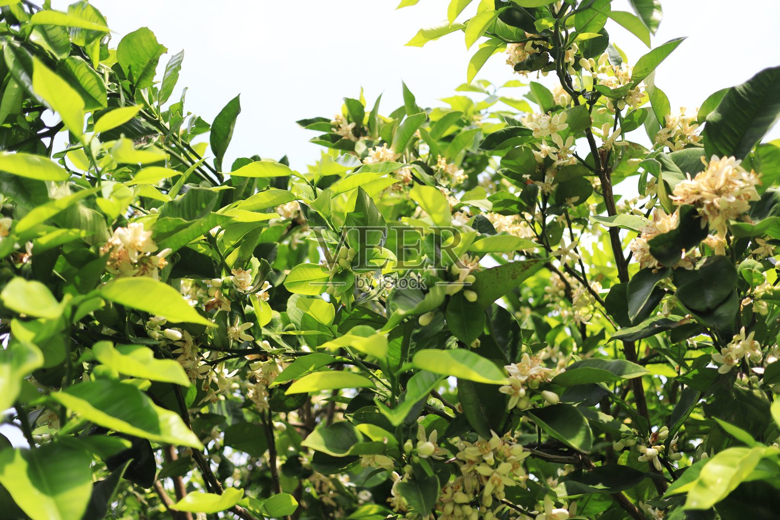 橙红色花瓣盛开照片摄影图片