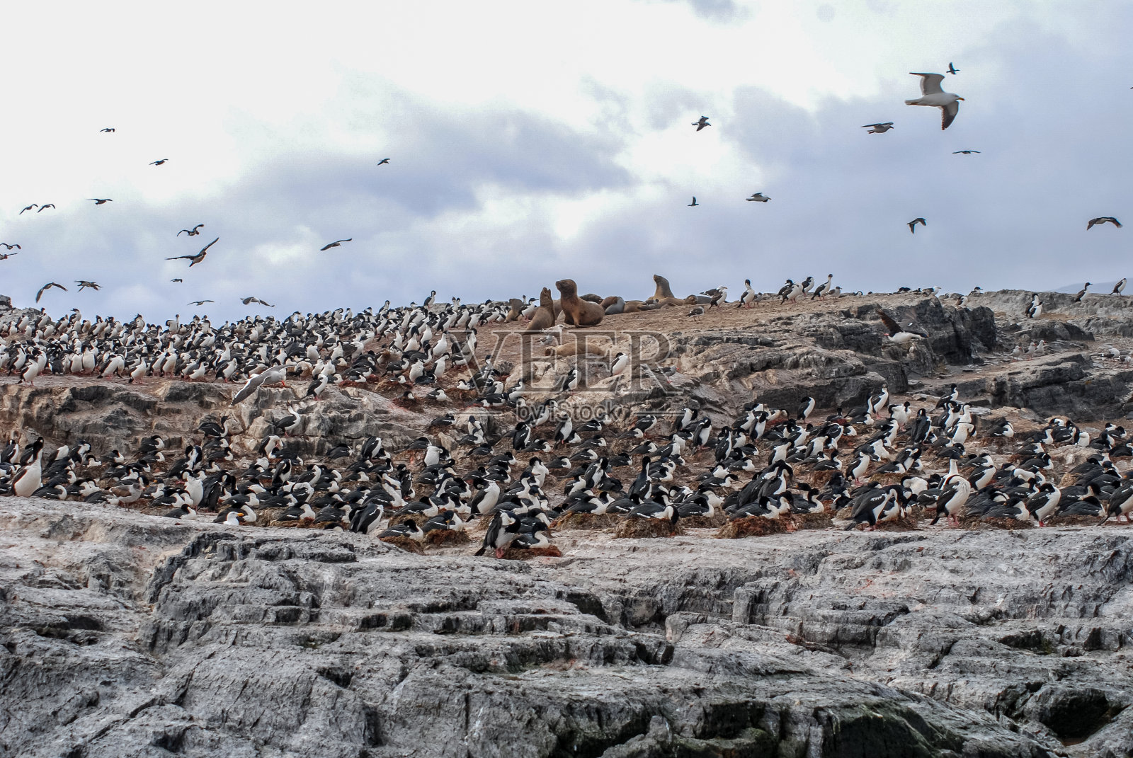 比格尔海峡小岛上的海鸟群照片摄影图片