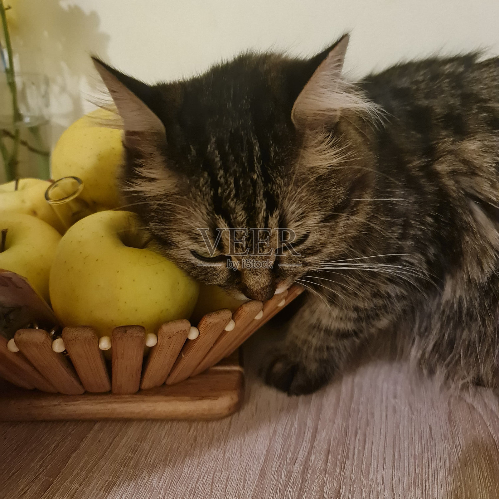 渡渡鸟照片摄影图片