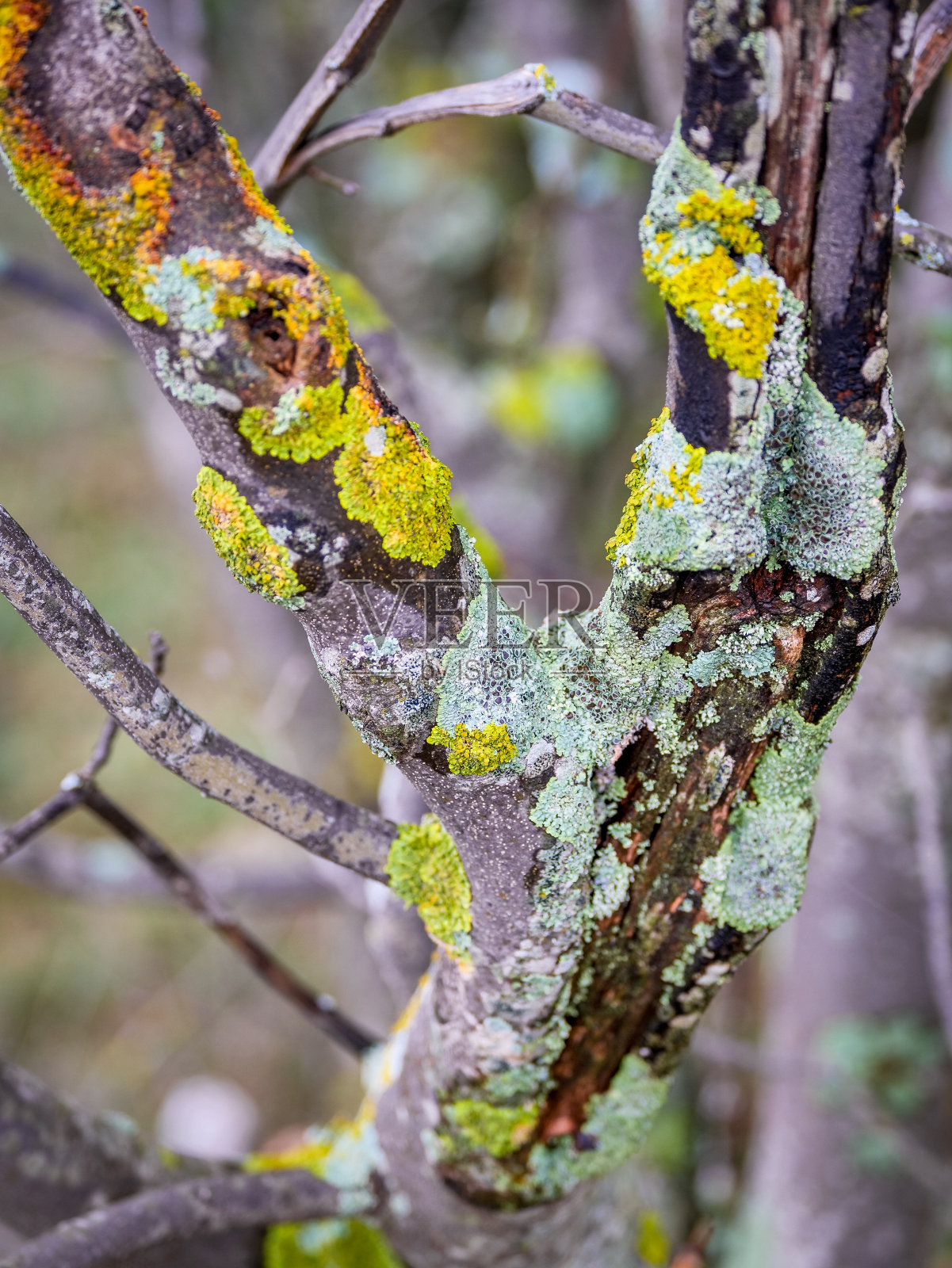 一些地衣给树枝和树皮涂上灰色和绿色的颜色照片摄影图片