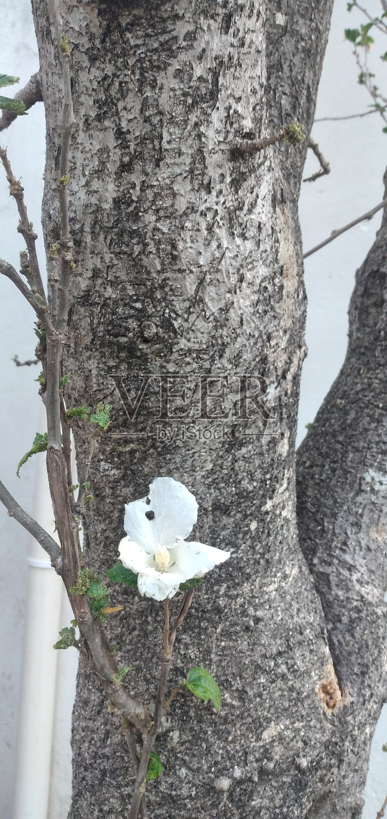 生存意志照片摄影图片