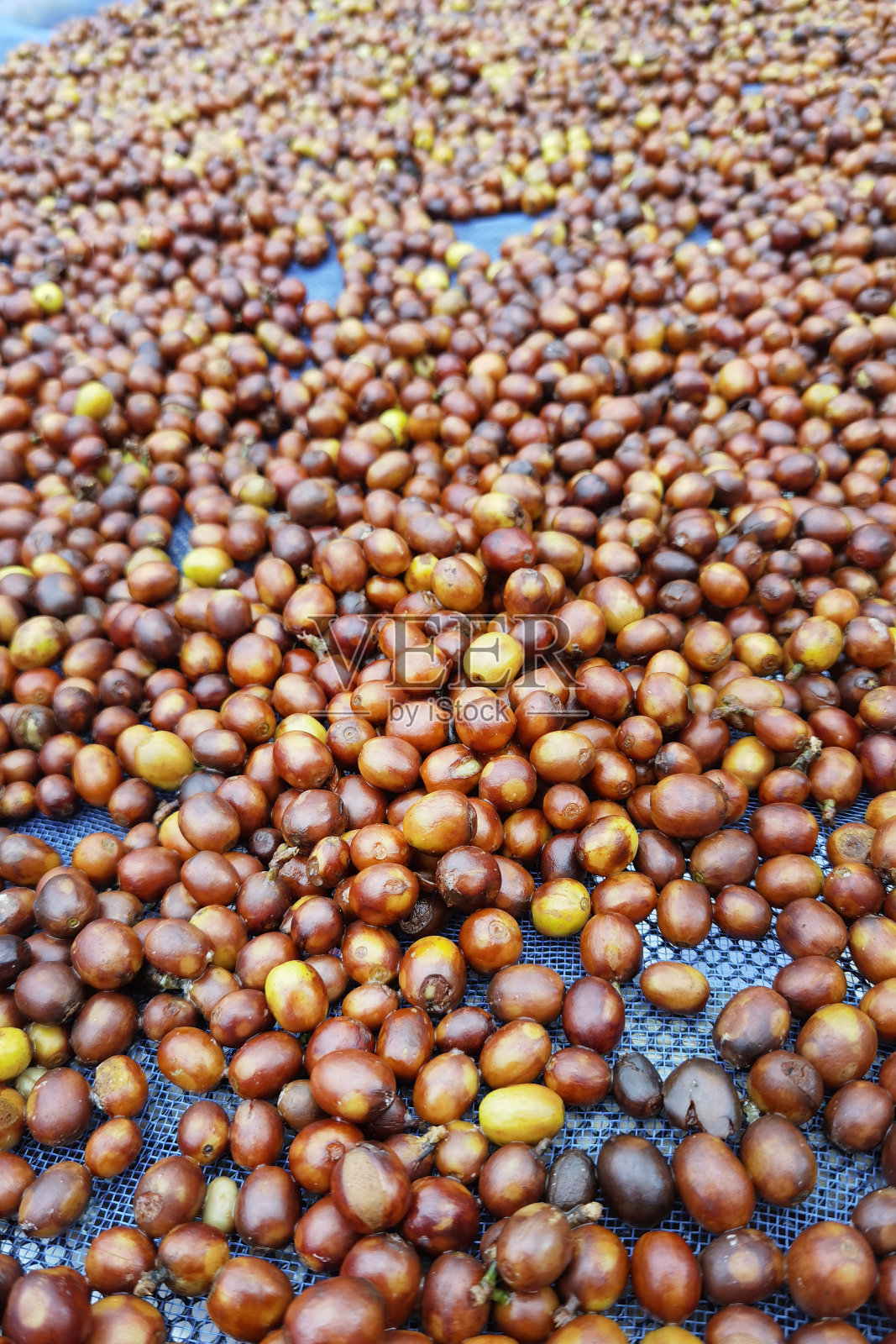 咖啡豆干燥照片摄影图片